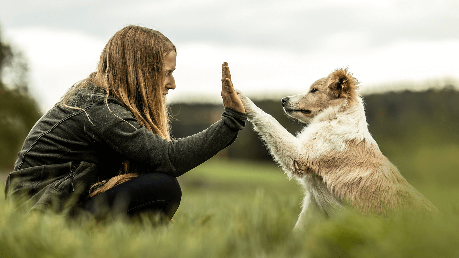 Eine Frau mit langen Haaren sitzt in der Hocke auf einer Wiese und hält die Pfote eines creme-weißen Hundes, sodass es wie ein „High-Five“ aussieht. Die Szene wirkt vertraut und harmonisch. Symbolbild für tiergestützte Therapie und die positive Wirkung von Tieren auf den Genesungsprozess.